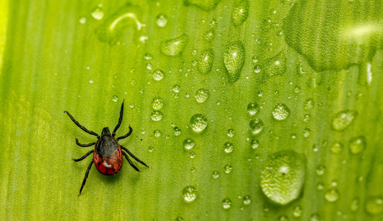 size4-17199969952766-207-klistata-maji-pre-ceska-republika-ma-nejvice-pripadu-encefalitidy-v-evrope