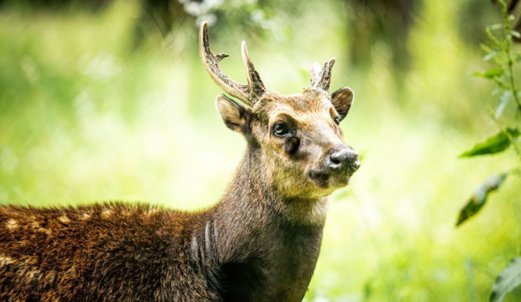 V ostravské zoo mají nový druh jelena. Vzácný sambar skvrnitý v přírodě žije pouze na Filipínách