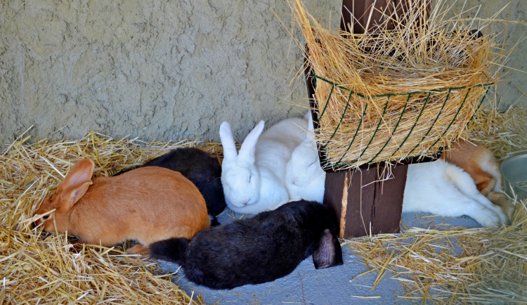 Králici ve Vyškově dostanou nový domov. V zooparku skončil klecový chov