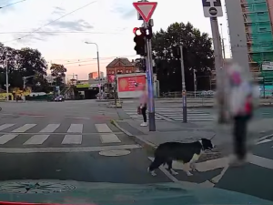 VIDEO: Policisté s vrtulníkem několik hodin hledali seniorku. Našli ji v centru Brna i se psem