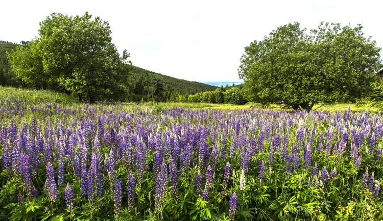 Krkonoše se zbarvily do modra, může za to lupina