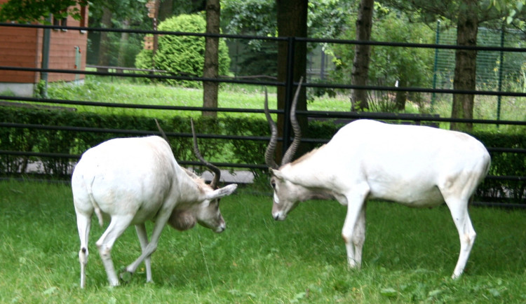 V hodonínské zoo chtějí obnovit chov pouštních antilop. K samici získali samce z Berlína