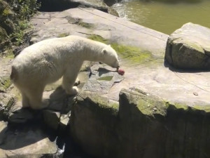 Zvířata v brněnské zoo dostávají ve vedru nanuky i ledové dorty. Možná je čeká i rochnění v ledu