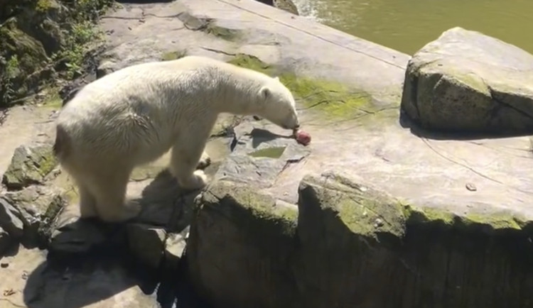 Zvířata v brněnské zoo dostávají ve vedru nanuky i ledové dorty. Možná je čeká i rochnění v ledu