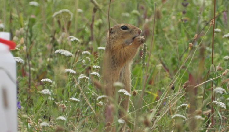 Ochranáři vypustili do volné přírody ohrožené sysly. Obydleli bývalé letiště
