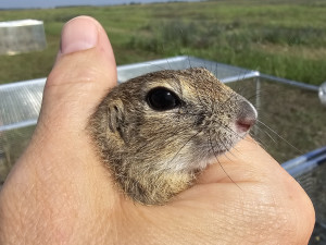 Brněnská zoo navrací ohrožené sysly na Jižní Moravu. Nový domov našli vzácní savci na Znojemsku