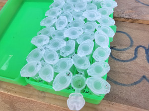 Brněnská zoo navrací ohrožené sysly na Jižní Moravu. Nový domov našli vzácní savci na Znojemsku