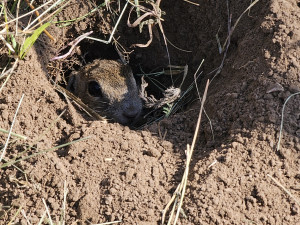 Brněnská zoo navrací ohrožené sysly na Jižní Moravu. Nový domov našli vzácní savci na Znojemsku