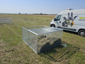 Brněnská zoo navrací ohrožené sysly na Jižní Moravu. Nový domov našli vzácní savci na Znojemsku