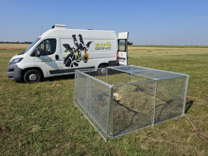 Brněnská zoo navrací ohrožené sysly na Jižní Moravu. Nový domov našli vzácní savci na Znojemsku