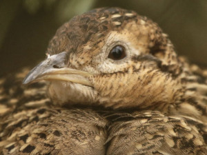 Brněnská zoo odchovala tinamy koroptví. Dosud poslední se v Česku vylíhly před 38 lety