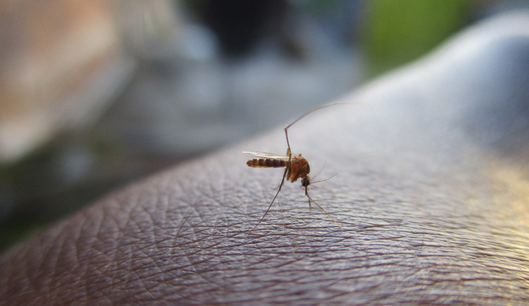 Na Břeclavsku bojují s komáry v přírodě i na zahradách. Hygienici letos evidují více invazních druhů