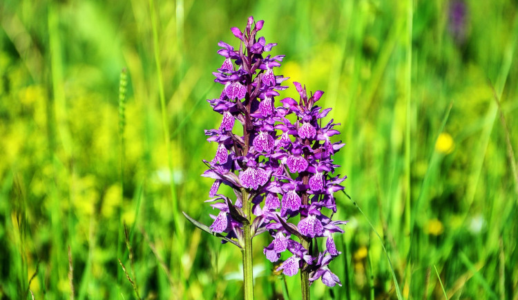 Ochránci přírody kosili podmáčené louky na Blanensku. Chráníme tím vzácnou orchidej, vysvětlují