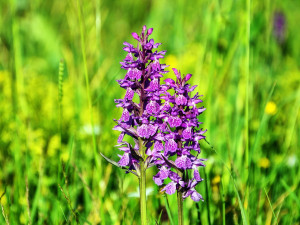 Ochránci přírody kosili podmáčené louky na Blanensku. Chráníme tím vzácnou orchidej, vysvětlují