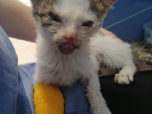 Bazárek na pomoc kočkám v tísni. Brňané budou moci příští neděli finančně podpořit 13 moravských útulků