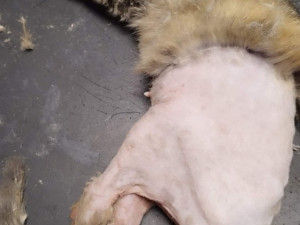 Bazárek na pomoc kočkám v tísni. Brňané budou moci příští neděli finančně podpořit 13 moravských útulků