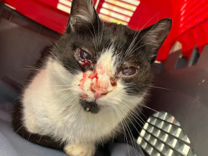 Bazárek na pomoc kočkám v tísni. Brňané budou moci příští neděli finančně podpořit 13 moravských útulků