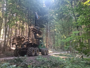 Lesníci z Mendelovy univerzity mají odbyt pro většinu dřeva po bouři. Vyklízení lesů jim jde od ruky