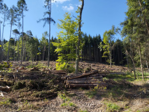 Lesníci z Mendelovy univerzity mají odbyt pro většinu dřeva po bouři. Vyklízení lesů jim jde od ruky