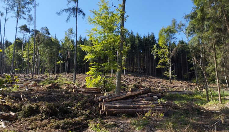 Lesníci z Mendelovy univerzity mají odbyt pro většinu dřeva po bouři. Vyklízení lesů jim jde od ruky