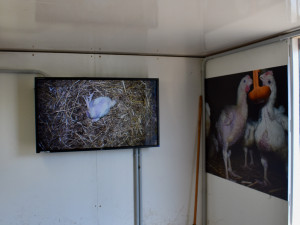 Albertova Krutokára míří do Brna. Obránci zvířat upozorňují na otřesné podmínky kuřat chovaných pro supermarket