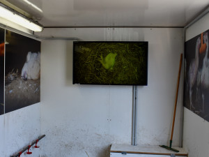 Albertova Krutokára míří do Brna. Obránci zvířat upozorňují na otřesné podmínky kuřat chovaných pro supermarket