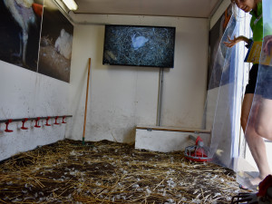 Albertova Krutokára míří do Brna. Obránci zvířat upozorňují na otřesné podmínky kuřat chovaných pro supermarket