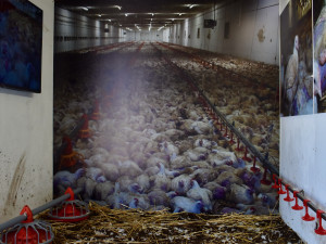 Albertova Krutokára míří do Brna. Obránci zvířat upozorňují na otřesné podmínky kuřat chovaných pro supermarket