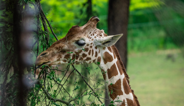 Ošetřovatelé v brněnské zoo museli uspat nejstarší žirafu Toshou. Byla dlouhodobě nemocná