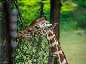 Ošetřovatelé v brněnské zoo museli uspat nejstarší žirafu Toshou. Byla dlouhodobě nemocná