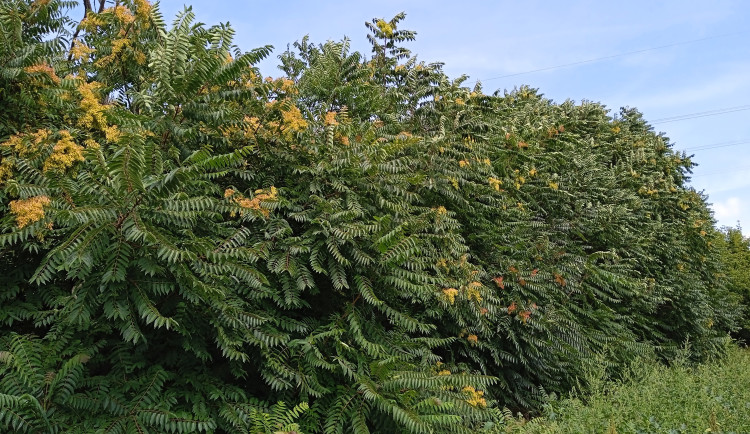 Pajasan_02_polykormon_A