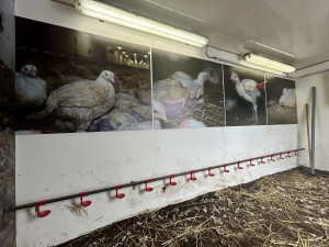 Do Brna přijela Albertova Krutokára. Obránci zvířat lidem ukazují otřesné podmínky chovu kuřat