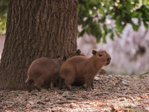 Brňané se konečně dočkali. V zoologické zahradě se narodily čtyři malé kapybary