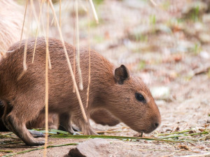 Brňané se konečně dočkali. V zoologické zahradě se narodily čtyři malé kapybary