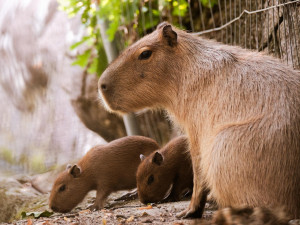 Brňané se konečně dočkali. V zoologické zahradě se narodily čtyři malé kapybary