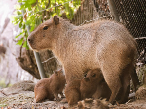 Brňané se konečně dočkali. V zoologické zahradě se narodily čtyři malé kapybary