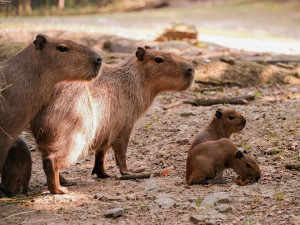 Brňané se konečně dočkali. V zoologické zahradě se narodily čtyři malé kapybary