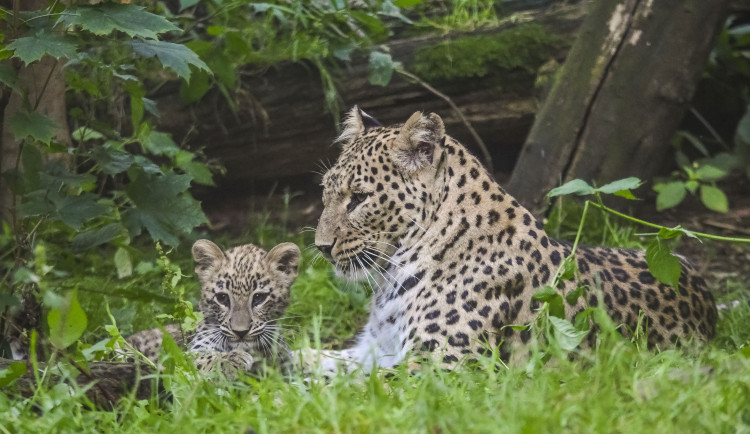 VIDEO: Poprvé ve výběhu. Čtyřměsíční samička lehvarta v jihlavské zoo si užívá léto