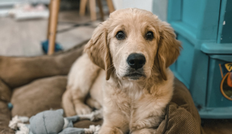 Jak sehnat pronájem bytu se psem: 5 užitečných tipů