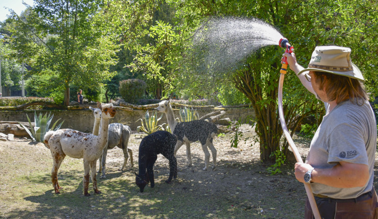 VIDEO: Chvilkové ochlazení pod sprchou. Podívejte se, jak alpaky v Zoo Jihlava zvládají horko