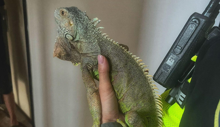 Přistál mi na balkóně nějaký ještěr, křičela do telefonu strážníkům seniorka. Leguán skončil v péči specialisty