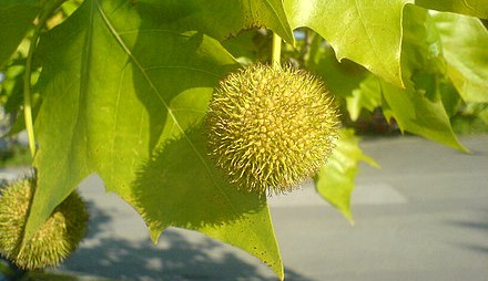 Platany v centru Brna jsou oslabené vedrem. Navíc je ničí choroba