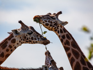 Brněnská zoologická zahrada se zapojila do projektu, který zkoumá využití trusu exotických zvířat