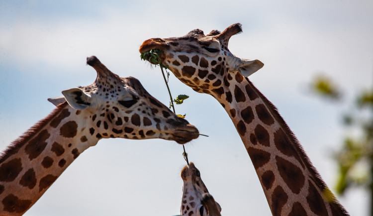 Brněnská zoologická zahrada se zapojila do projektu, který zkoumá využití trusu exotických zvířat