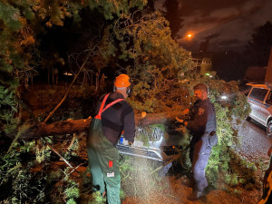 Vyvrácené stromy a polámané větve poničily auta v Brně