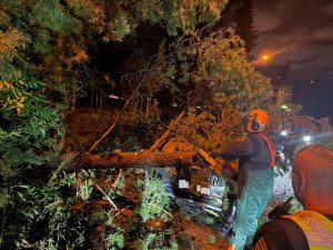 Vyvrácené stromy a polámané větve poničily auta v Brně