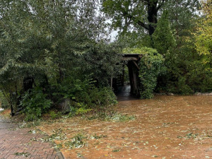 Silný vítr v brněnské zoo polámal větve. Zahrada dnes po třech dnech otvírá