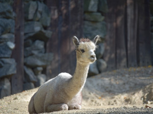 Kam o víkendu na jižní Moravě? Na dýňobraní nebo vítání mláďat v zoo