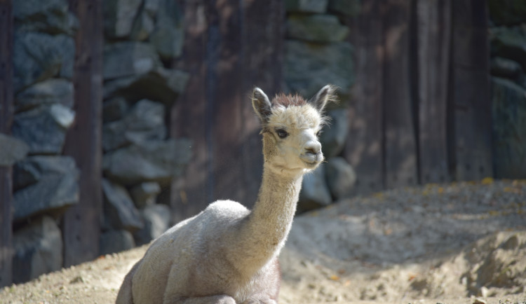 Kam o víkendu na jižní Moravě? Na dýňobraní nebo vítání mláďat v zoo