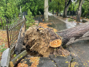 Ústřední hřbitov je zavřený. Pokácet se musí dvacet stromů, další budou přibývat